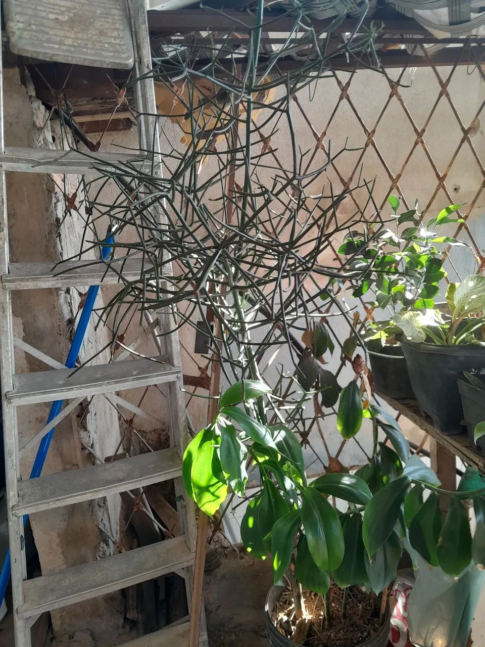 Plantas já pegadas - Foto 3