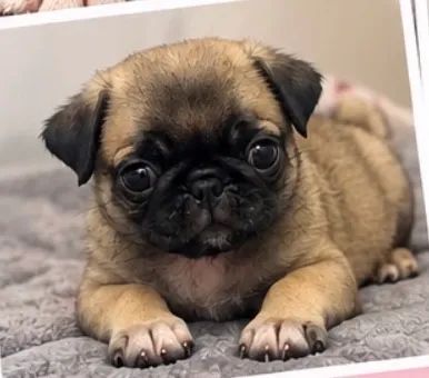 Pug fêmea - Foto 2