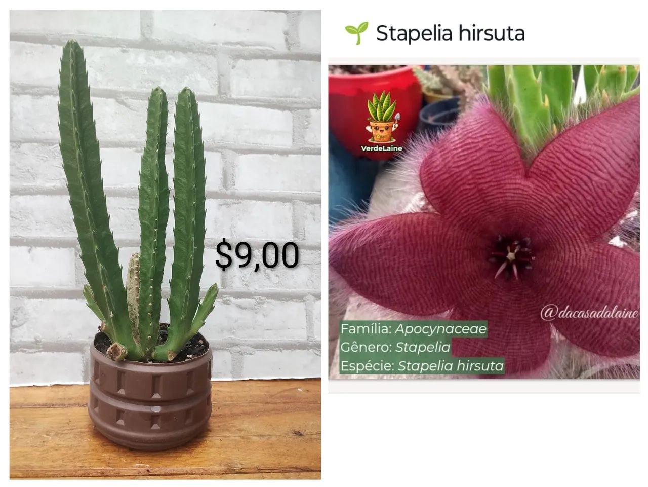 Suculentas variadas em Uberlândia  - Foto 2