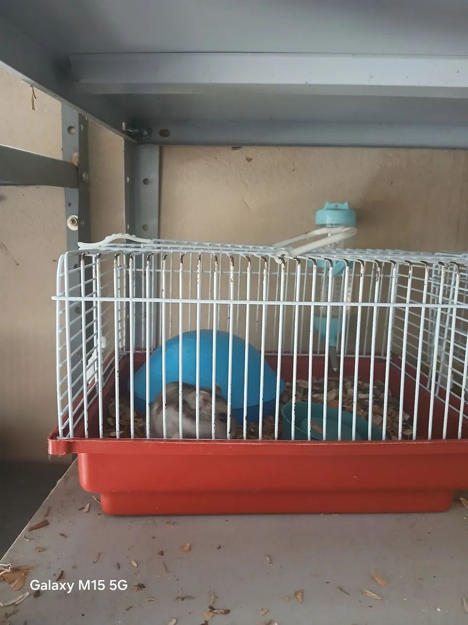 Hamster Sírio  - Foto 3