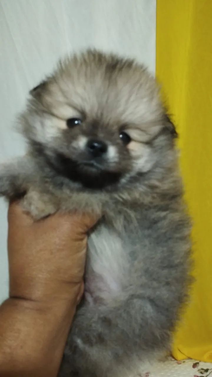 Spitz alemao - Foto 5