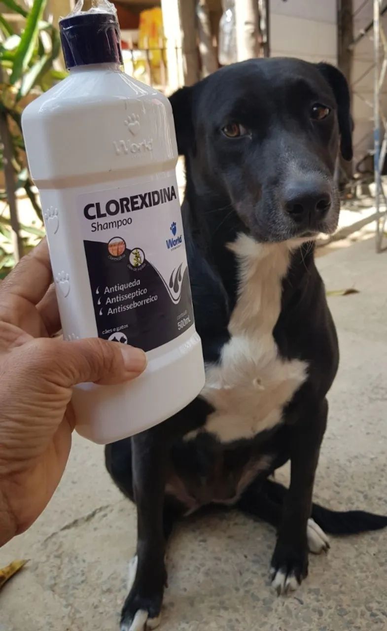 Shampoo Clorexidina Para Cães e Gatos 500 ml Word Veterinária - Foto 3