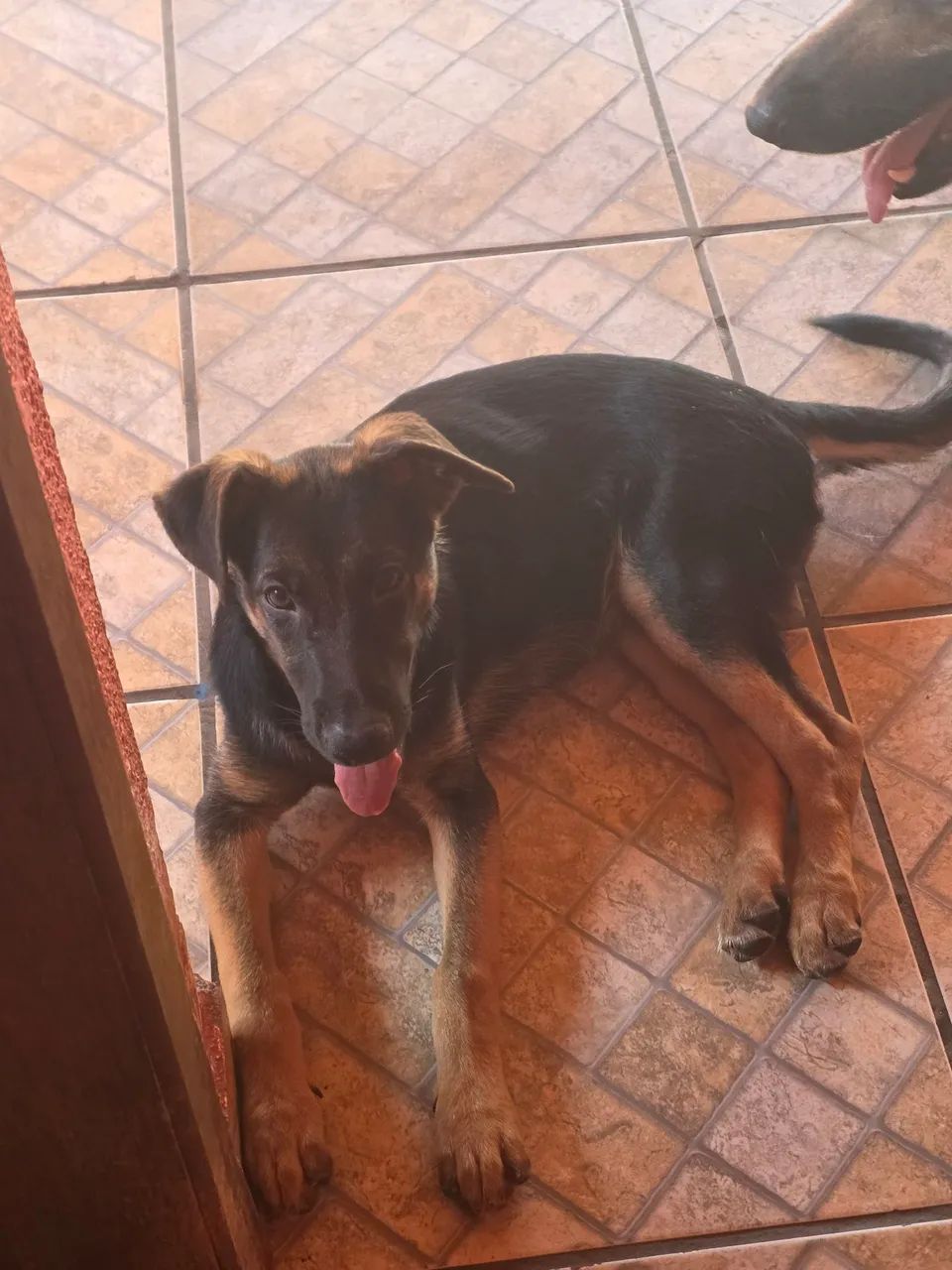 Cachorro pastor alemão  - Foto 5