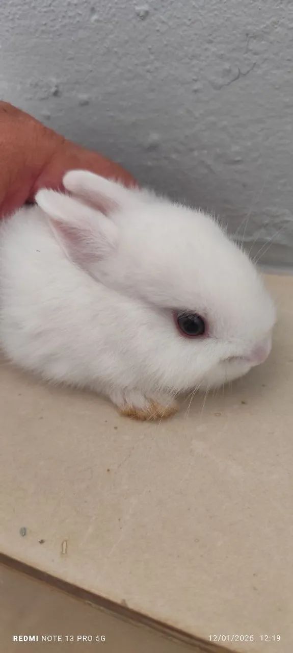 Mini coelhos da raça netwland darf  - Foto 2