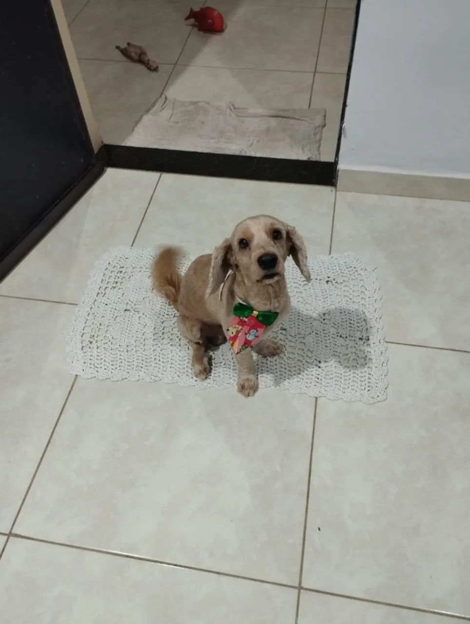 procura-se cachorro - Foto 4