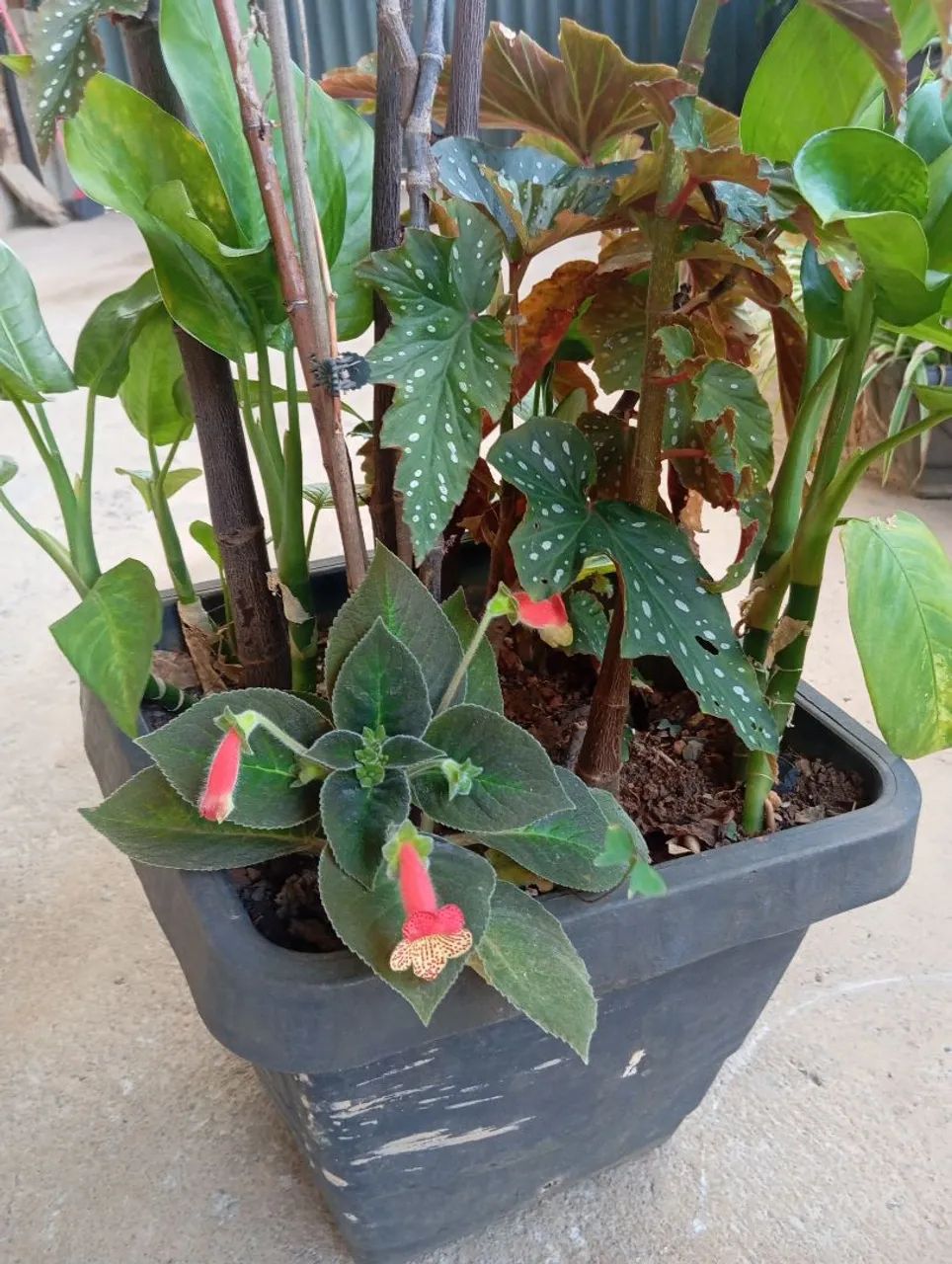 Begonha e comigo ninguém pode  - Foto 3