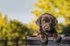 Labrador Companheiro para qualquer momento.