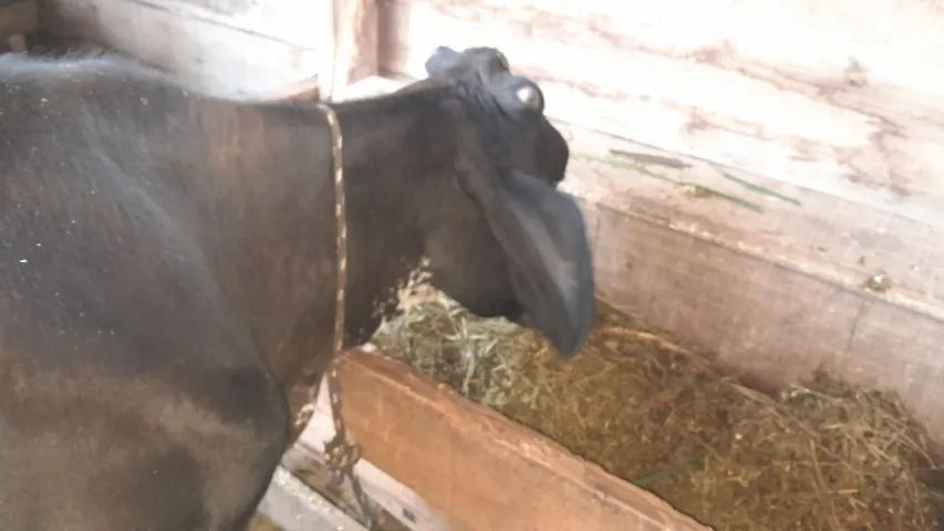 vaca mansa - Foto 2