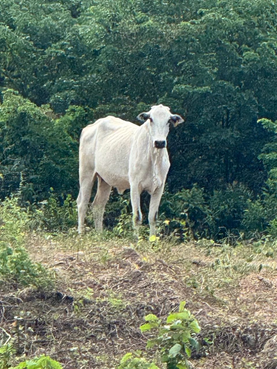 Vacas Nelore - Foto 5
