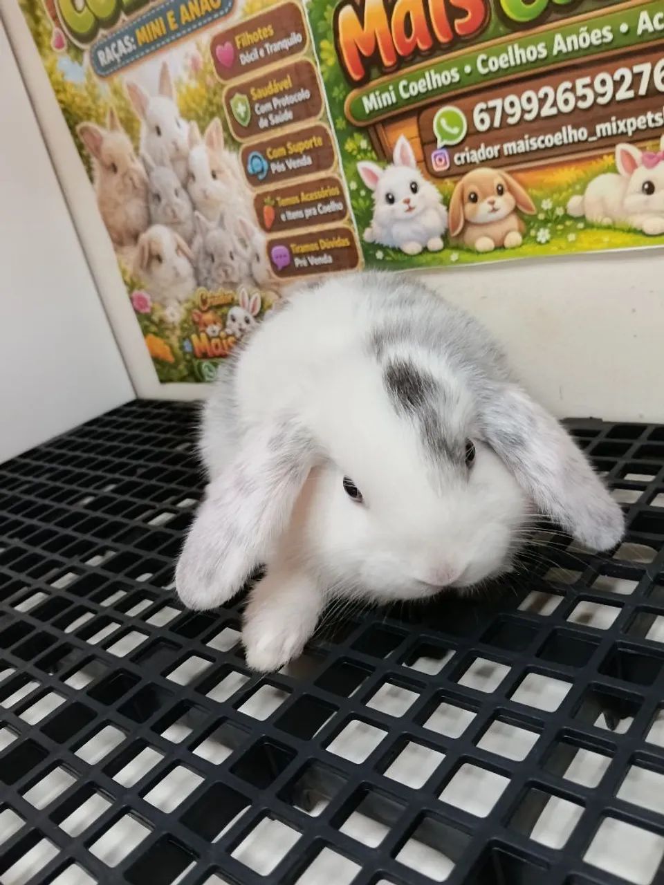 Mini Coelho Variadas Raças e Valores  - Foto 2