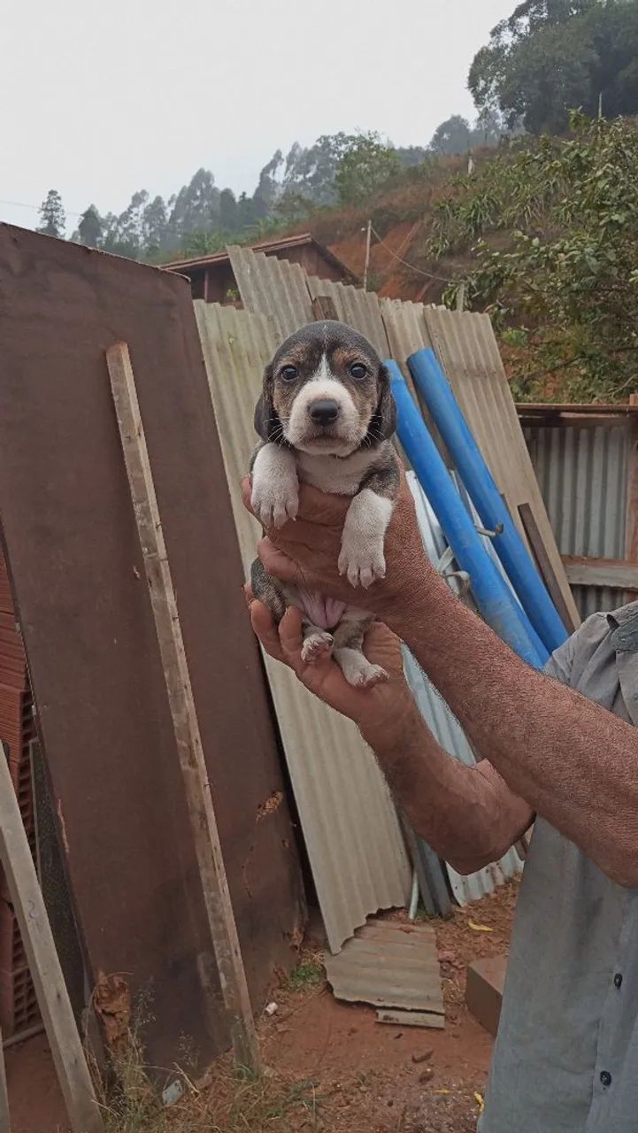 Cachorro