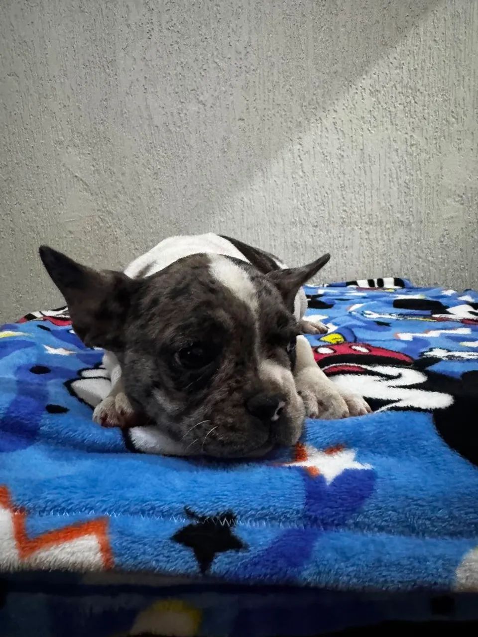 BuldogFrances  - Foto 2