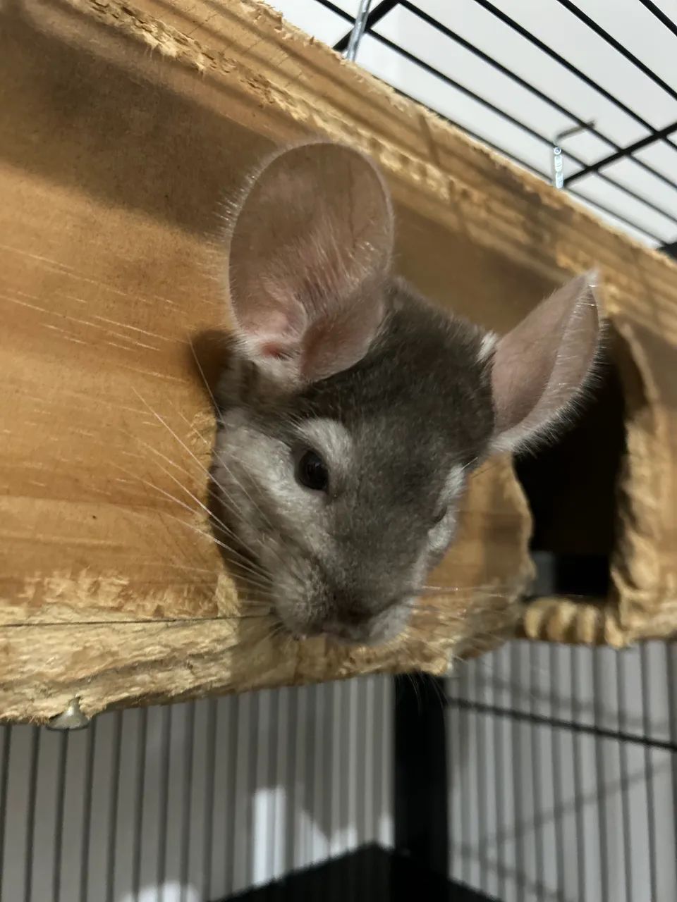 Vendo chinchila com gaiola  - Foto 4