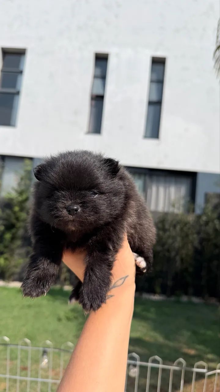 Cachorro  - Foto 4