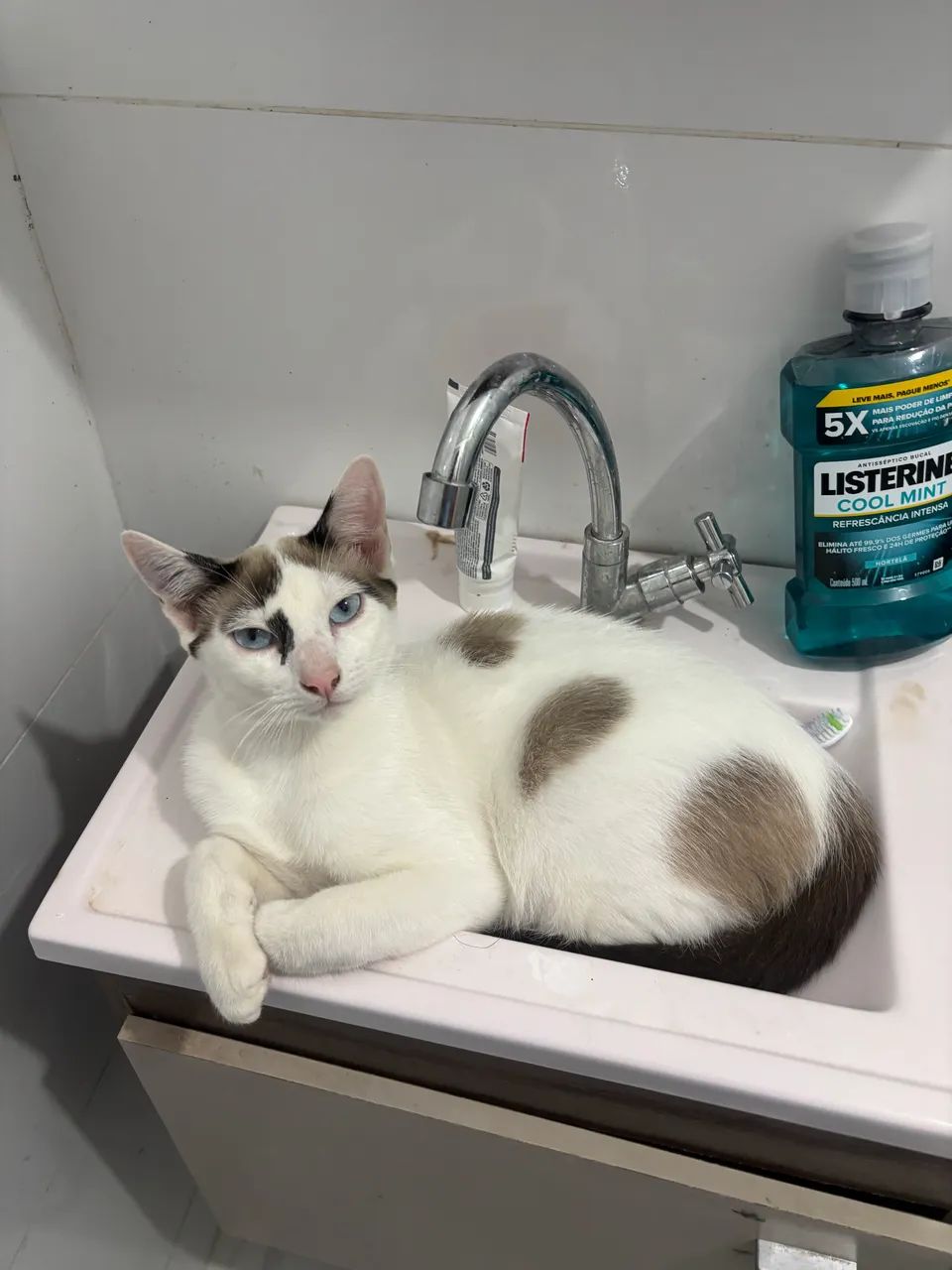 DOA-SE 2 GATOS - Foto 3