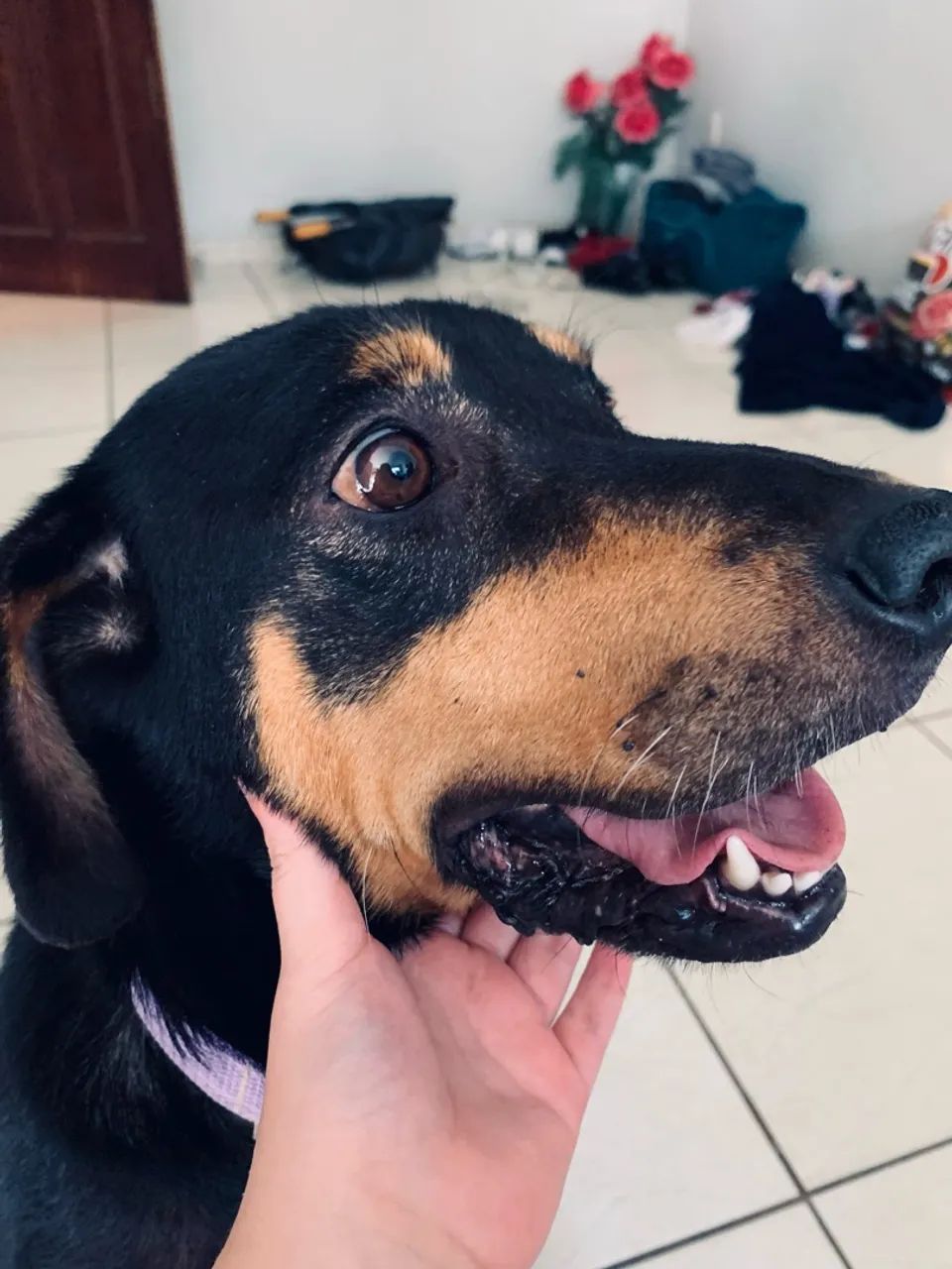 doa-se cadela - Foto 2