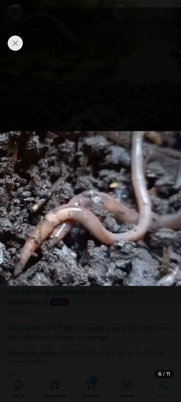 Minhocas Premium para Compostagem e alimentar é pescar !  - Foto 2