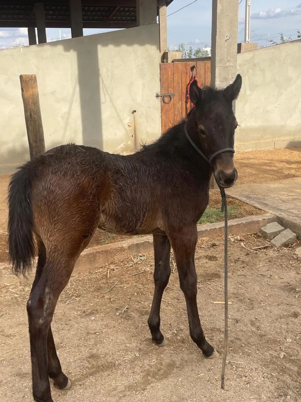 Potra Quarto de Milha Pura