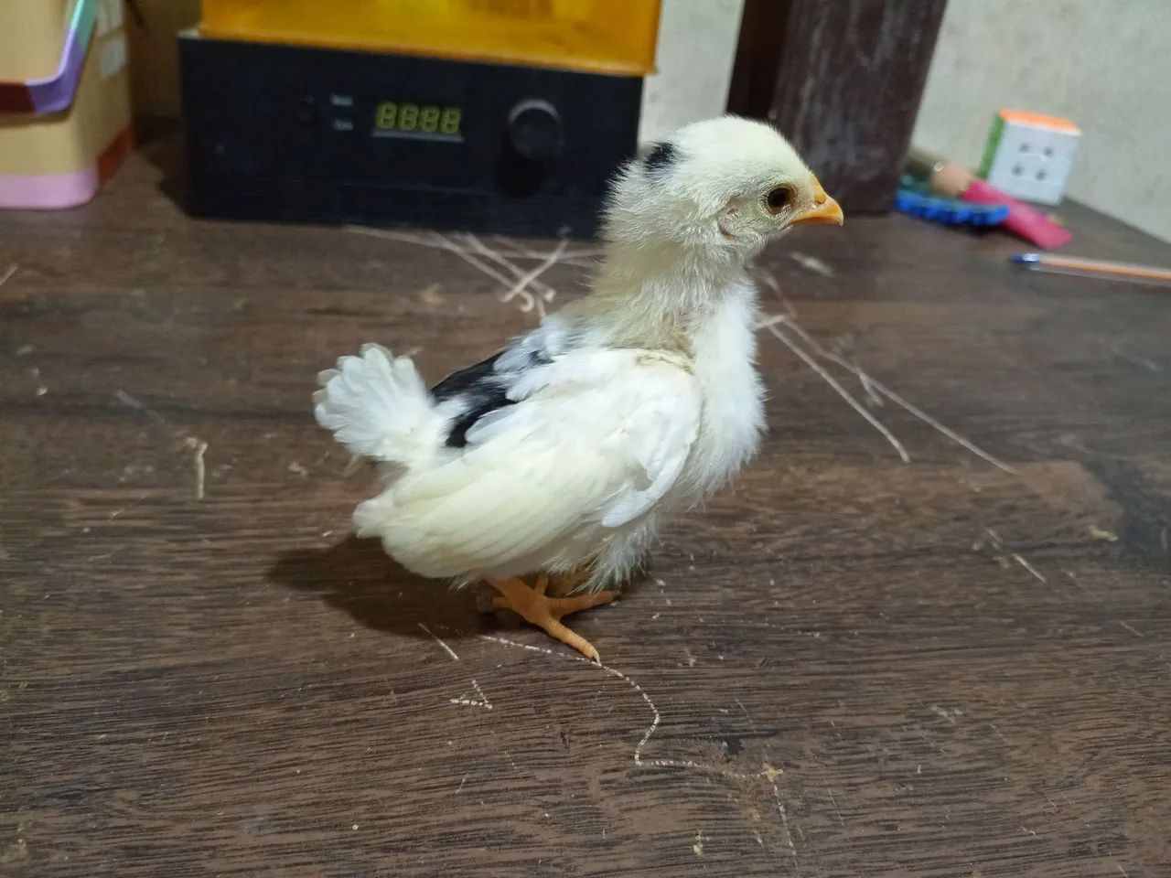 Pintinho de ganize Nagasaki 100%