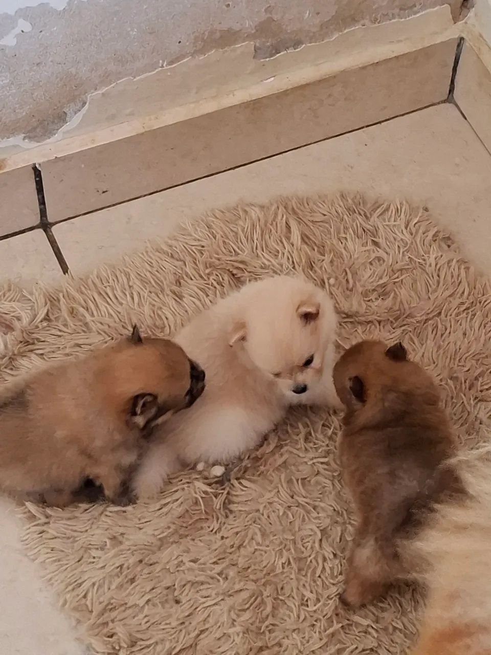 Spitz alemão - Foto 2