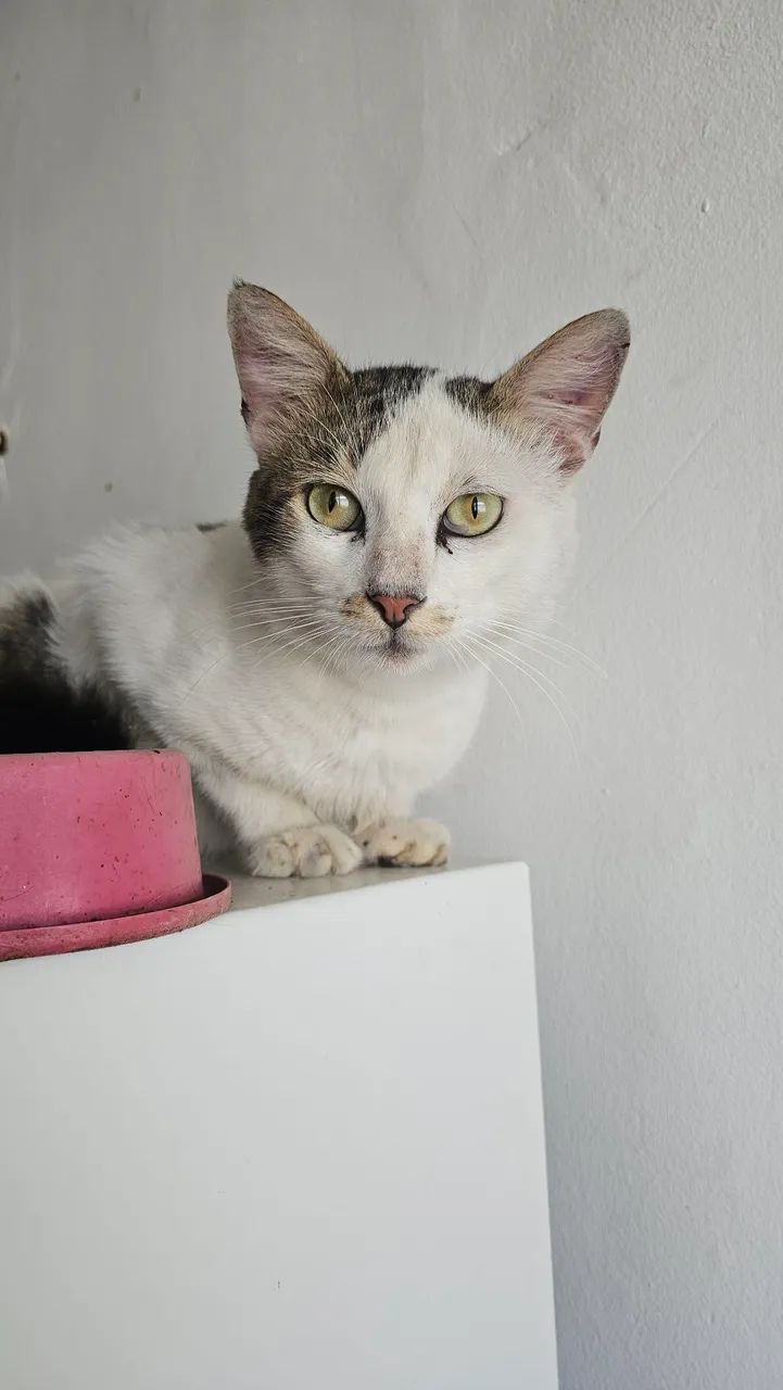 Gatinho para adoção  - Foto 3