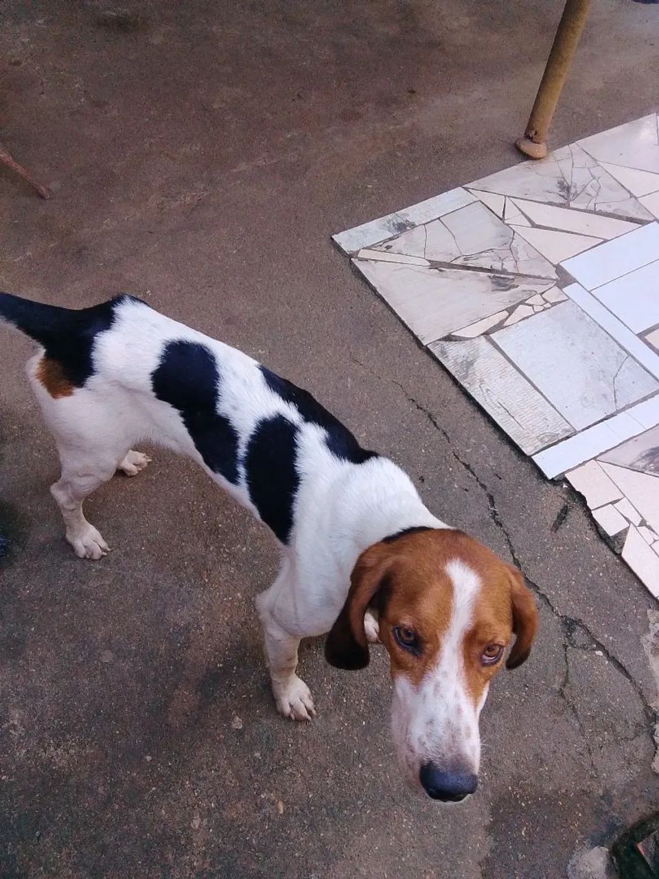 Vendo cachorro americano 