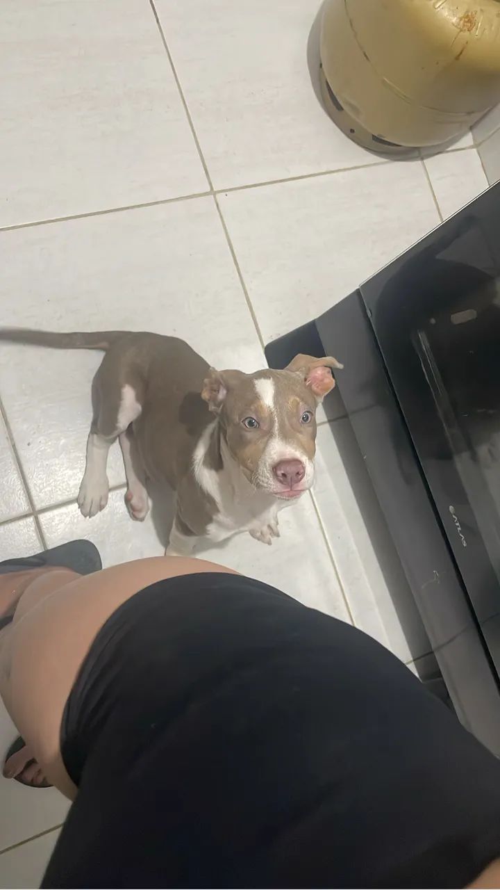 Cachorro  - Foto 2