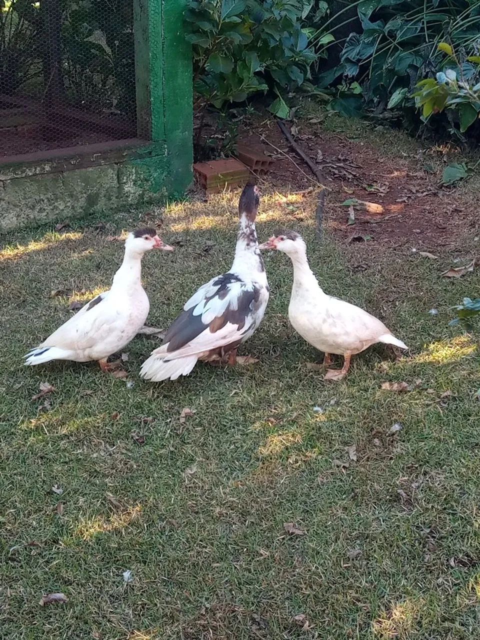 Patos 