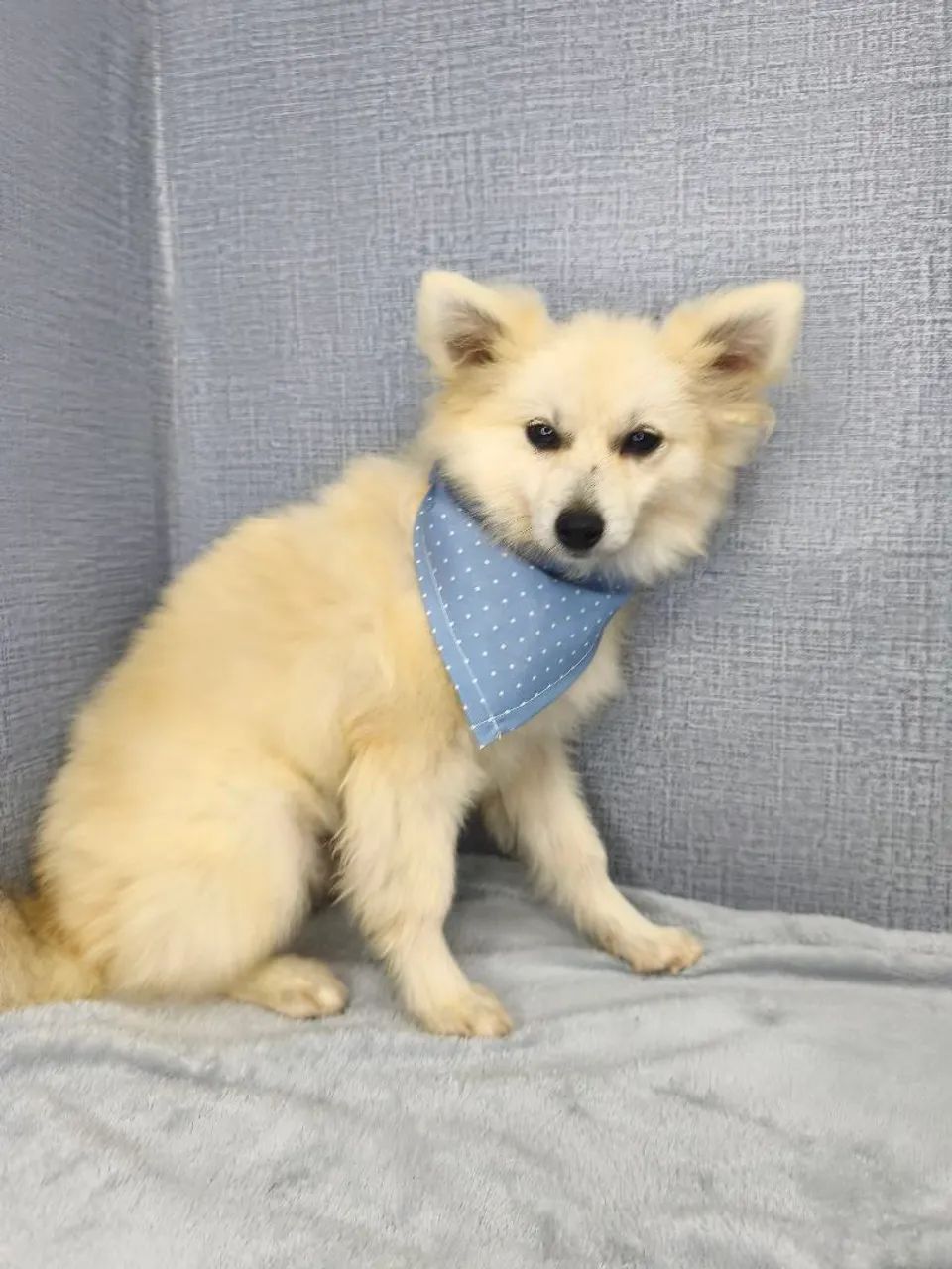 Spitz alemão macho - Foto 2