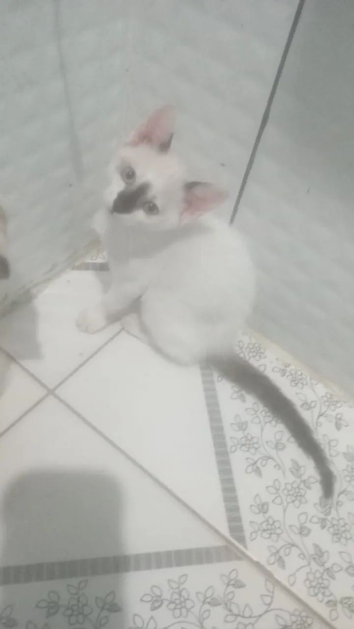 Filhotes para doação - Foto 3
