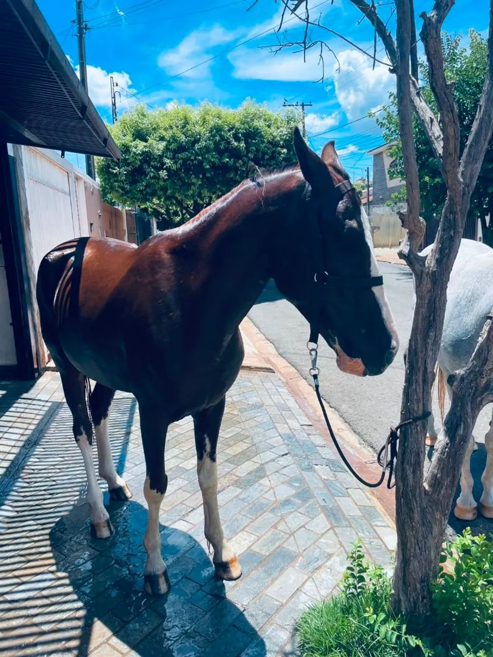 Vendo cavalo Manga larga - Foto 3