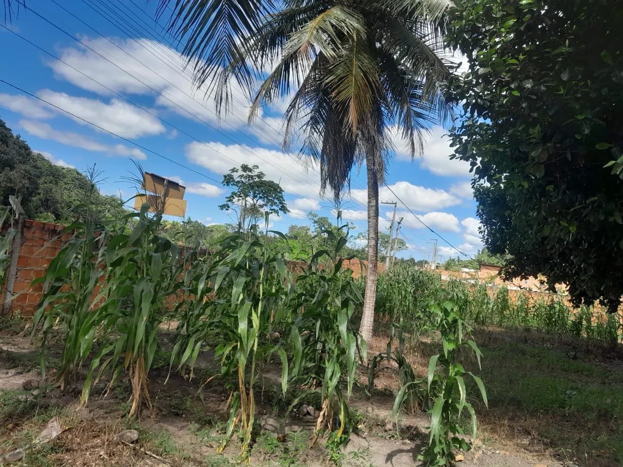 VENDO LOTE - POVOADO ESTREITO | CAPELA/SE <br>