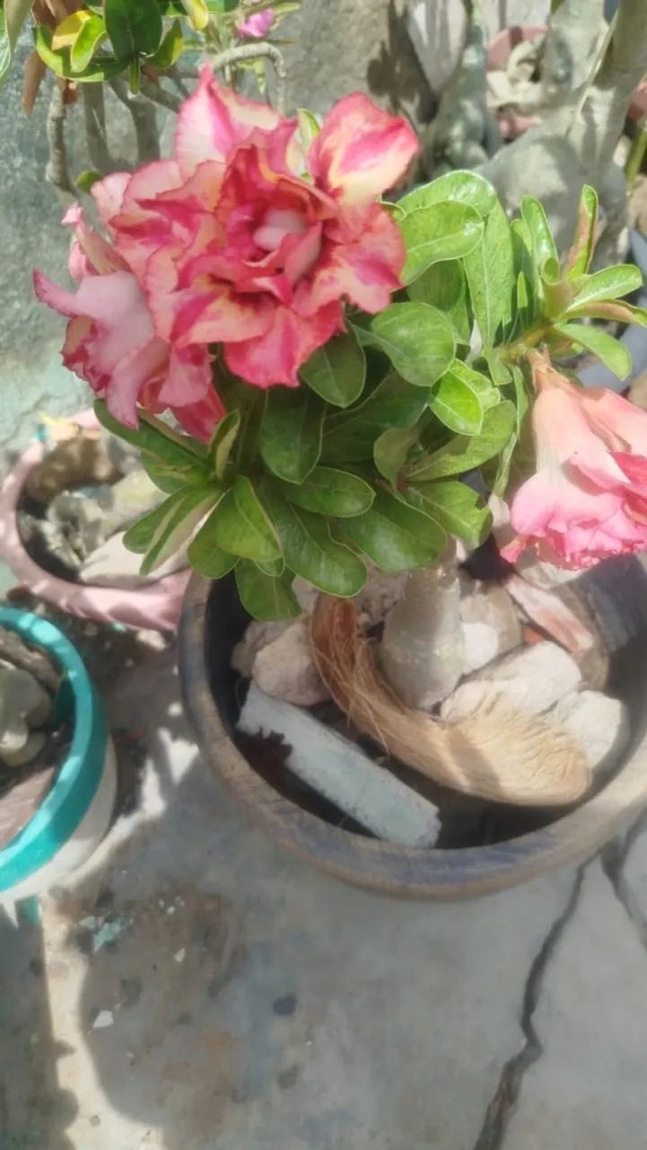 Vende se rosa do deserto  - Foto 3