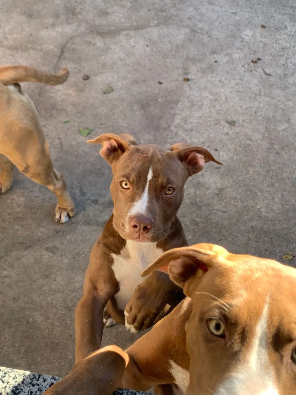 Filhote - Brazilian Bull - Foto 5