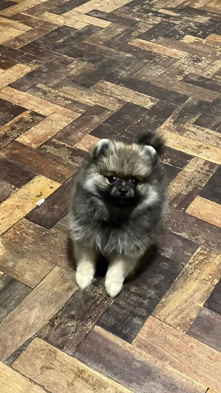 Lulu - Foto 3