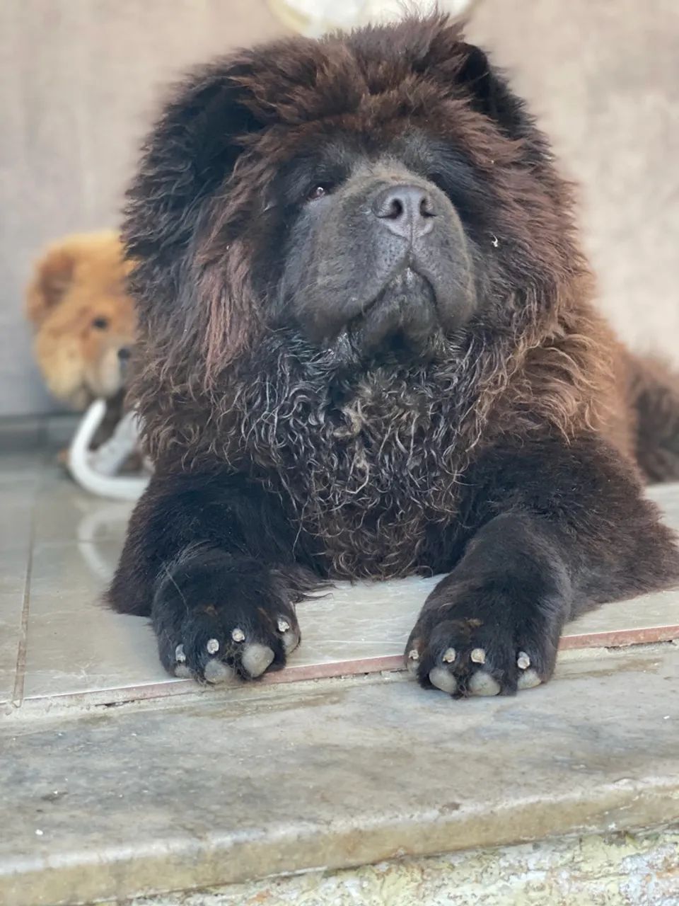 Chowchow 