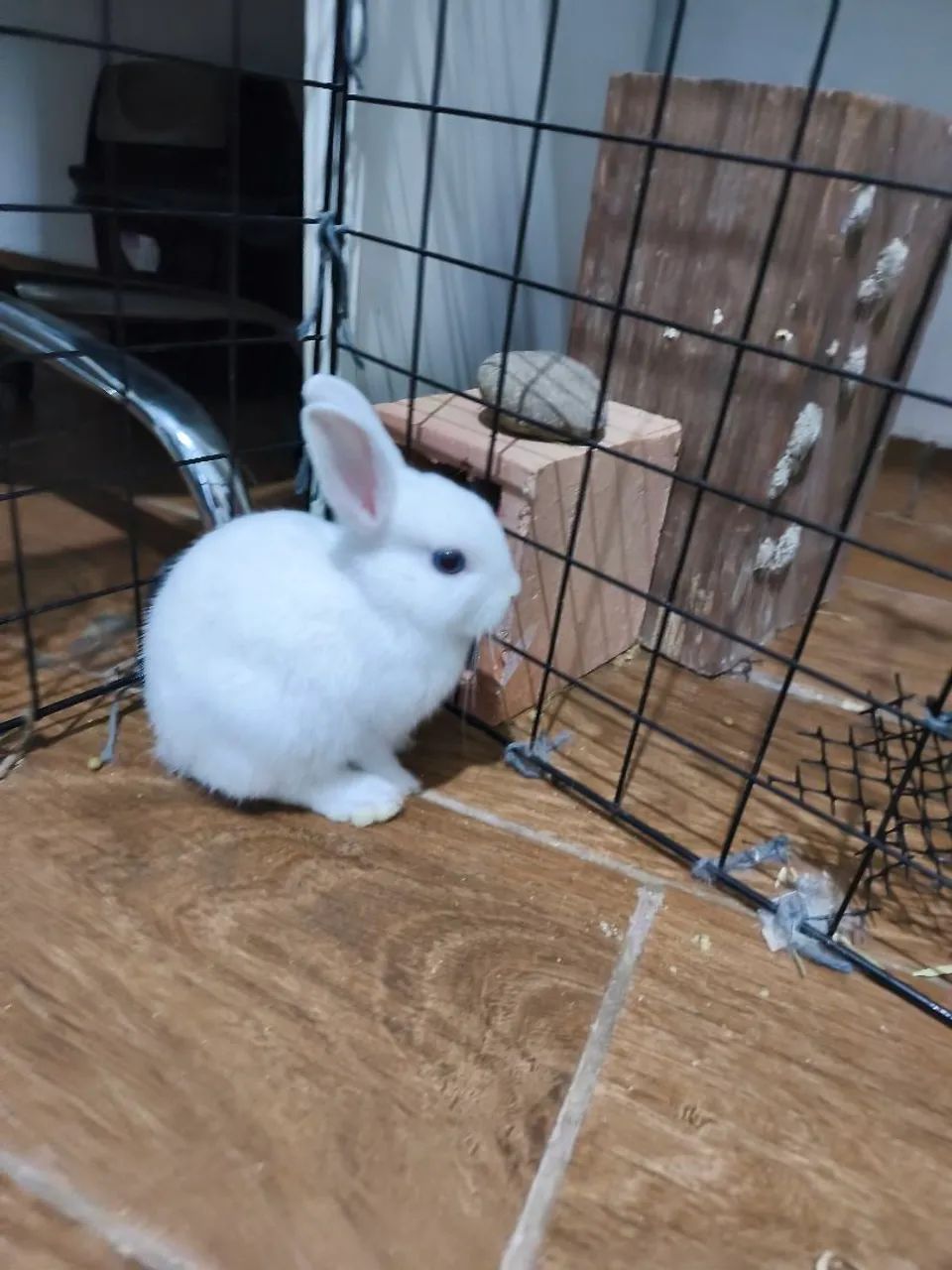 Coelhos Netherlands  - Foto 4