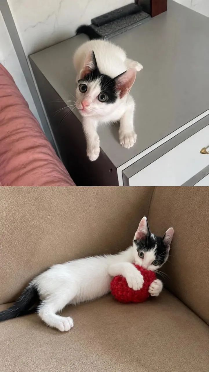 Gatinho adoção, macho - Foto 3