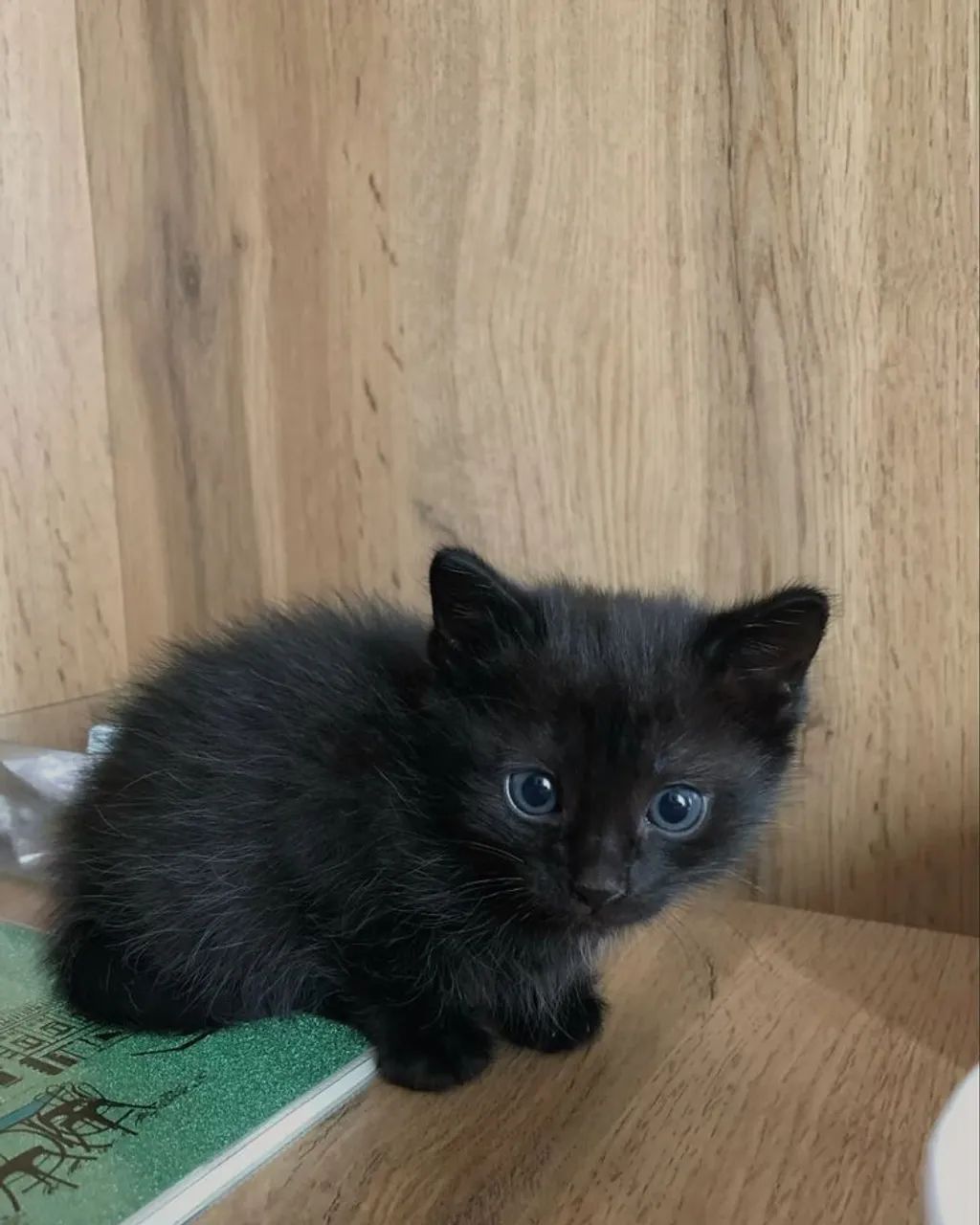 Gatos filhotes para adoção  - Foto 2
