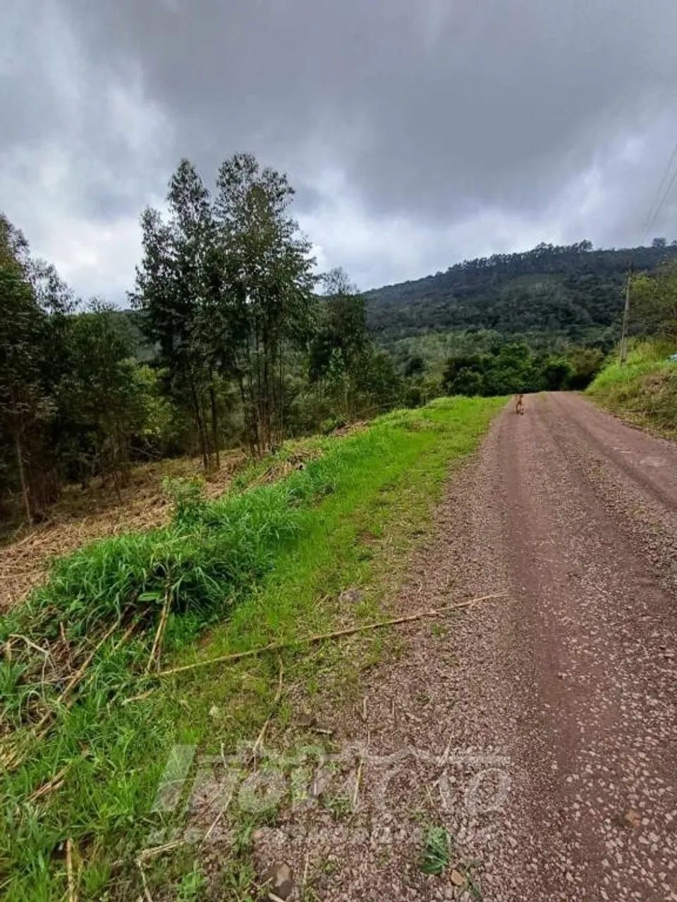 Chácara Linha Temeraria Nova Petrópolis - Foto 2