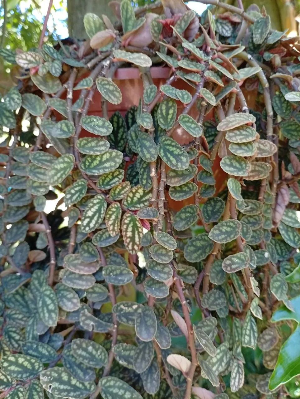 Plantas adultas e mudas - Foto 3