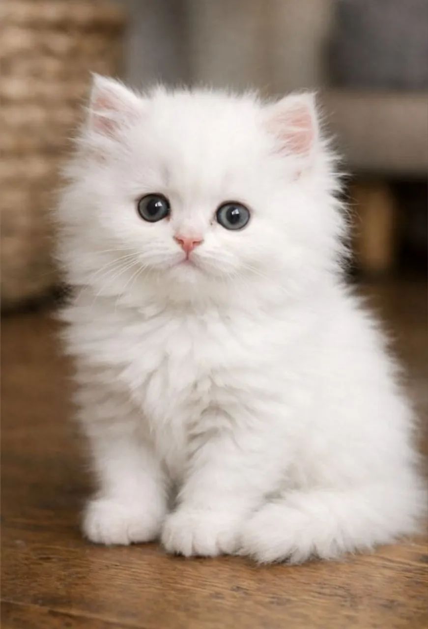 Filhote de gato Persa 