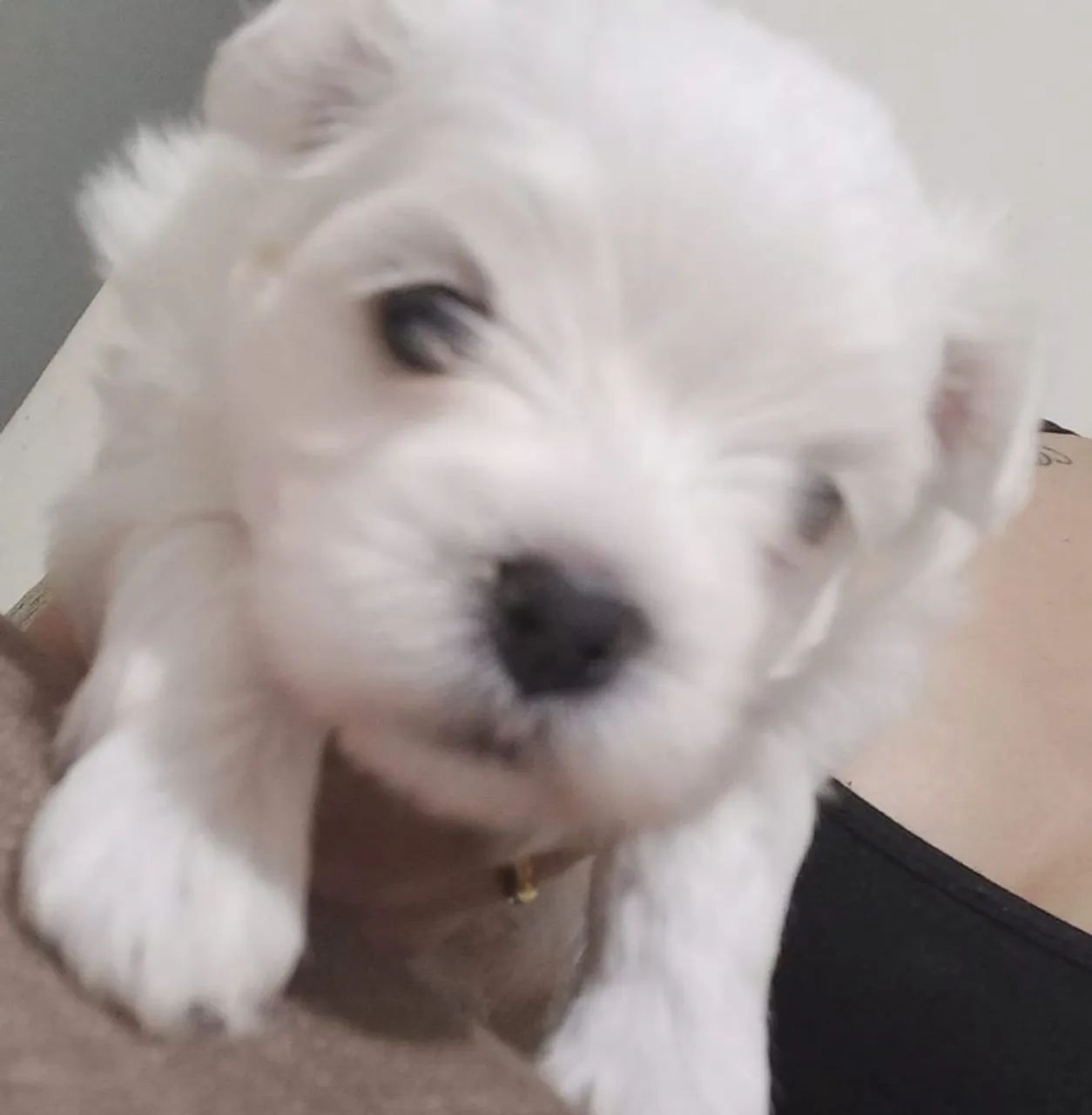 Maltês macho mini  - Foto 2