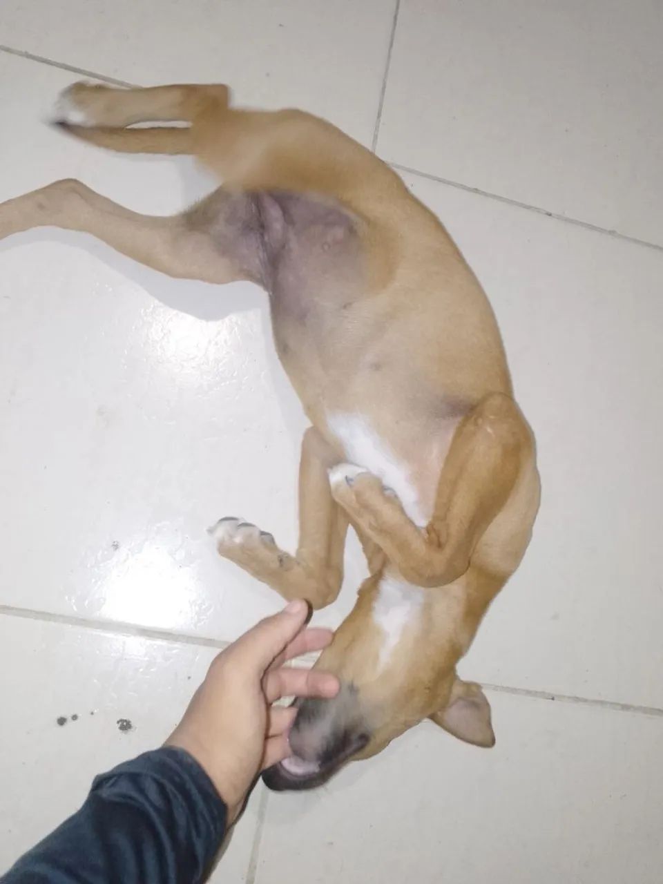 Doa-se cachorra fêmea de 3 meses - Foto 2