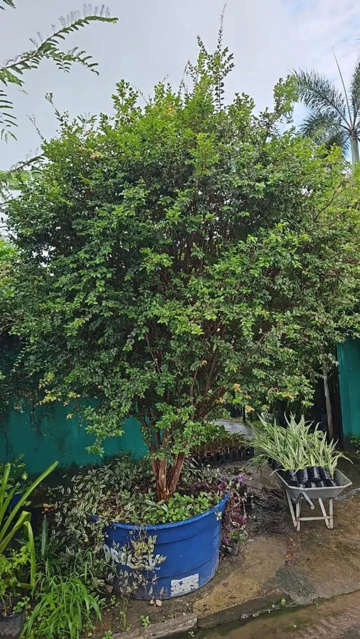Jabuticaba  - Foto 3