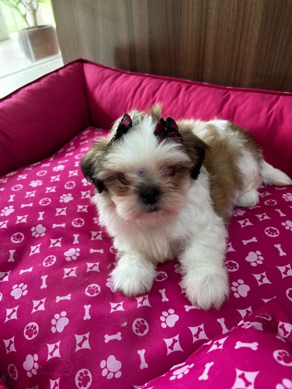 Shihtzus - Foto 5