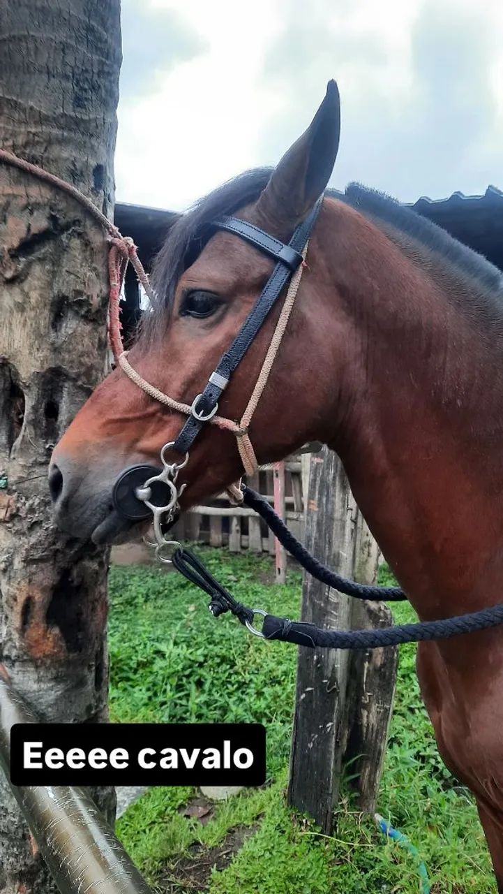 Cavalo MM - Foto 2