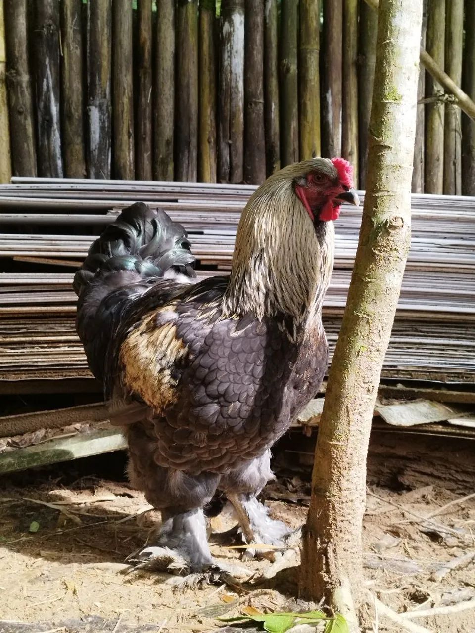 GALO BRAHMA Dark