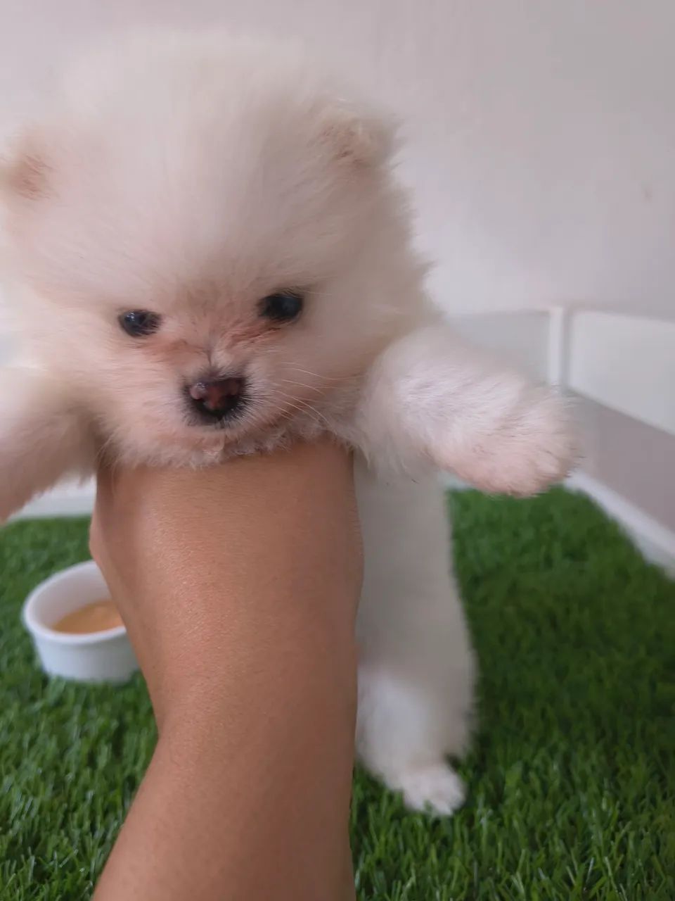 Spitz Alemão Anão Branco  - Foto 2