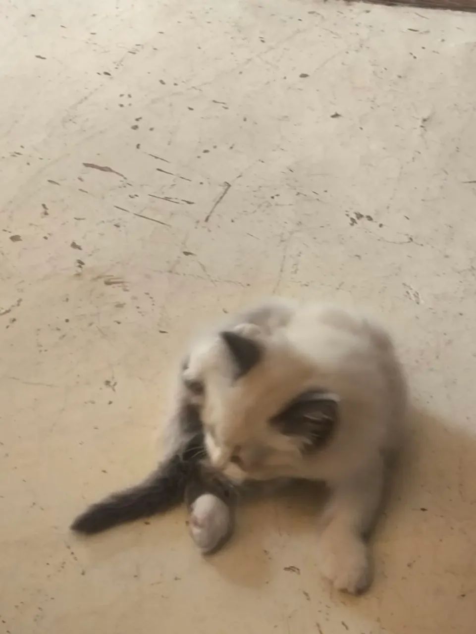 Gatinhas persas - Foto 4